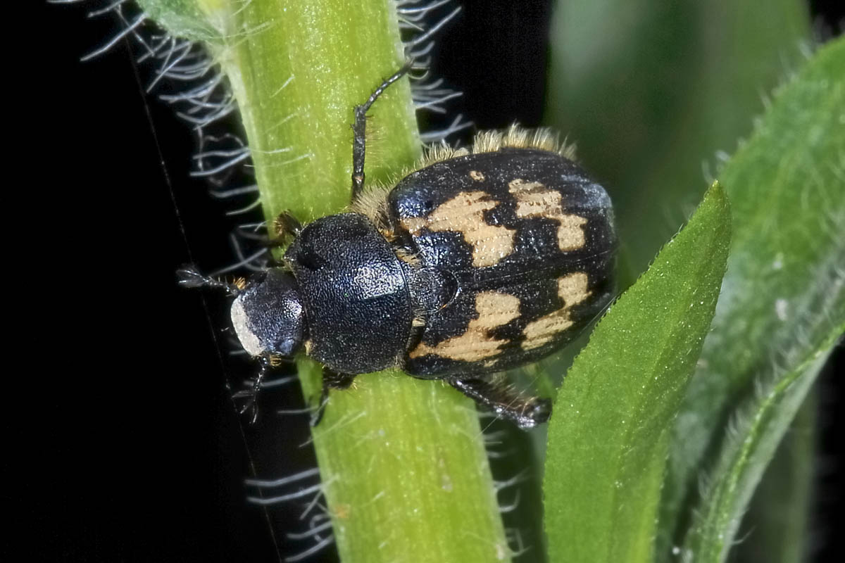 Exomala campestris, Rutelidae